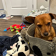 Julian is registered to the contest to win money with this photo: animal, basket, blanket, brown_dog, cow_plush, cozy, curious, dog, door, feeding_station, floor, home, indoor, pet, pet_bed, plush_toy, small_dog, stuffed_animal, toy, wood_floor