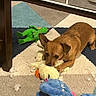Julian is registered to the contest to win money with this photo: animal, brown_dog, carpet, chewing, colorful_rug, cute, dog, ears, floor, furniture, home, indoor, lying_down, pet, play, plush_toy, small_dog, soft_toy, stuffing, toy