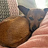 Julian joined the competition — help win amazing prizes! blanket, brown, closeup, comfortable, cozy, crochet_blanket, curled_up, cute, dog, fur, home, indoor, pet, pink, relaxed, resting, sleepy, small_dog, snuggling, window_light