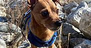 Julian joined the competition — help win amazing prizes! animal, bare_trees, brown, close_up, curious, daylight, dog, dry_plants, harness, leash, nature, outdoor, pet, river, rock, small_dog, standing, sunlight, wildlife, winter