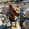animal, bare_trees, brown, close_up, curious, daylight, dog, dry_plants, harness, leash, nature, outdoor, pet, river, rock, small_dog, standing, sunlight, wildlife, winter