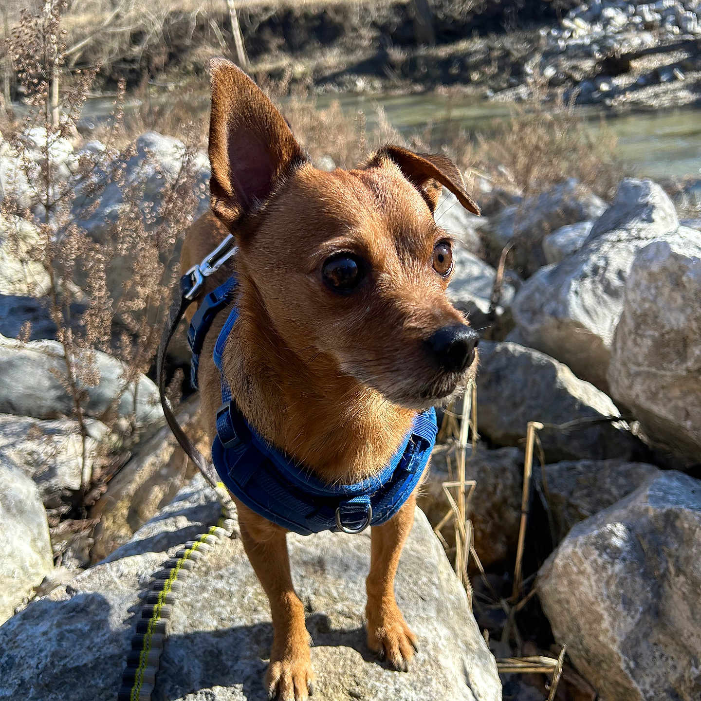 Julian joined the competition — help win amazing prizes! animal, bare_trees, brown, close_up, curious, daylight, dog, dry_plants, harness, leash, nature, outdoor, pet, river, rock, small_dog, standing, sunlight, wildlife, winter