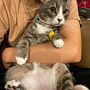 Milo joined the competition — help win amazing prizes! cat, person, arm, gray_cat, white_paws, collar, indoor, pet, fur, whiskers, relaxing, holding, seated, casual_clothing, domestic, closeup, feline, cute, comfort, home