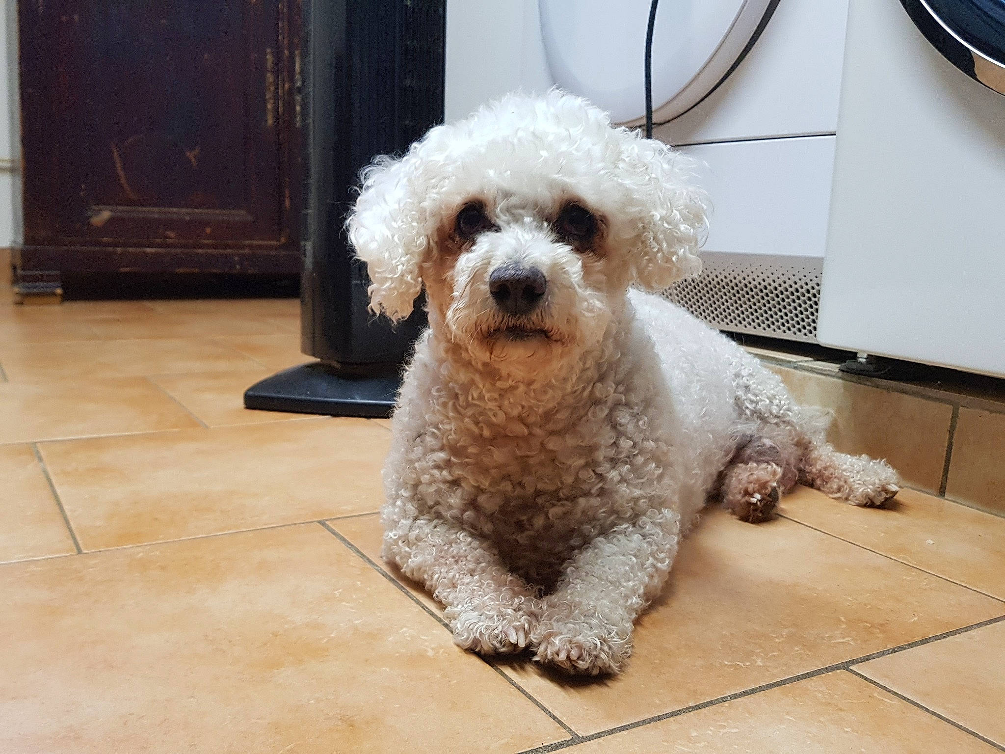 Chanelle participe au concours pour gagner de l'argent avec cette photo : canidae, carnivore, companion_dog, dog, dog_breed, door, flooring, fur, labradoodle, maltepoo, pet_supply, poodle, poodle_crossbreed, small_terrier, snout, sporting_group, terrier, toy_dog, water_dog, working_animal