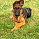 Rocky