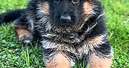 Rocky participe au concours pour gagner de l'argent avec cette photo : puppy, german_shepherd, dog, grass, outdoor, cute, animal, pet, young, fur, black_and_tan, ears, lying_down, nature, greenery, adorable, canine, mammal, portrait, closeup
