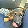 Rocky a rejoint le concours — aidez-le/la à gagner de superbes lots ! puppy, dog, german_shepherd, tongue, licking, resting, car_interior, blanket, fur, cute, pet, animal, closeup, brown, black, young, soft, cozy, legs, nose