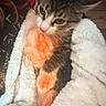 kitten, cat, tabby, fur, towel, white_towel, cozy, cute, pet, animal, indoor, closeup, soft_texture, snuggled, young, curious, warm_lighting, domestic_cat, resting, feline