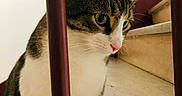 Léo participe au concours pour gagner de l'argent avec cette photo : animal, cat, closeup, curious, domestic_cat, ears, face, feline, house, indoor, marble, pet, pink_nose, quiet, railing, side_view, sitting, stairs, tabby, whiskers