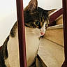 Léo participe au concours pour gagner de l'argent avec cette photo : cat, tabby, pet, animal, stairs, marble, indoor, curious, whiskers, ears, face, pink_nose, railing, closeup, feline, domestic_cat, sitting, side_view, quiet, house