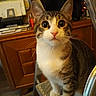 cat, tabby_cat, pet, indoor, curious, wide_eyes, chair, metal, furniture, wooden, room, domestic_animal, whiskers, cute, animal, mammal, looking, sitting, close_up, household