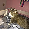 cat, tabby, bed, bedding, blanket, pattern, indoor, pink_wall, award_ribbons, butterfly_decor, furniture, headboard, pet, animal, resting, feline, cozy, domestic, mammal, household