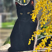 Dollie participe au concours pour gagner de l'argent avec cette photo : animal, black_cat, cat, closeup, domestic_cat, feline, flower, indoor, leaf_pattern, nature, pet, plant, portrait, shadow, sitting, still_life, sunlight, whiskers, window, yellow_flowers
