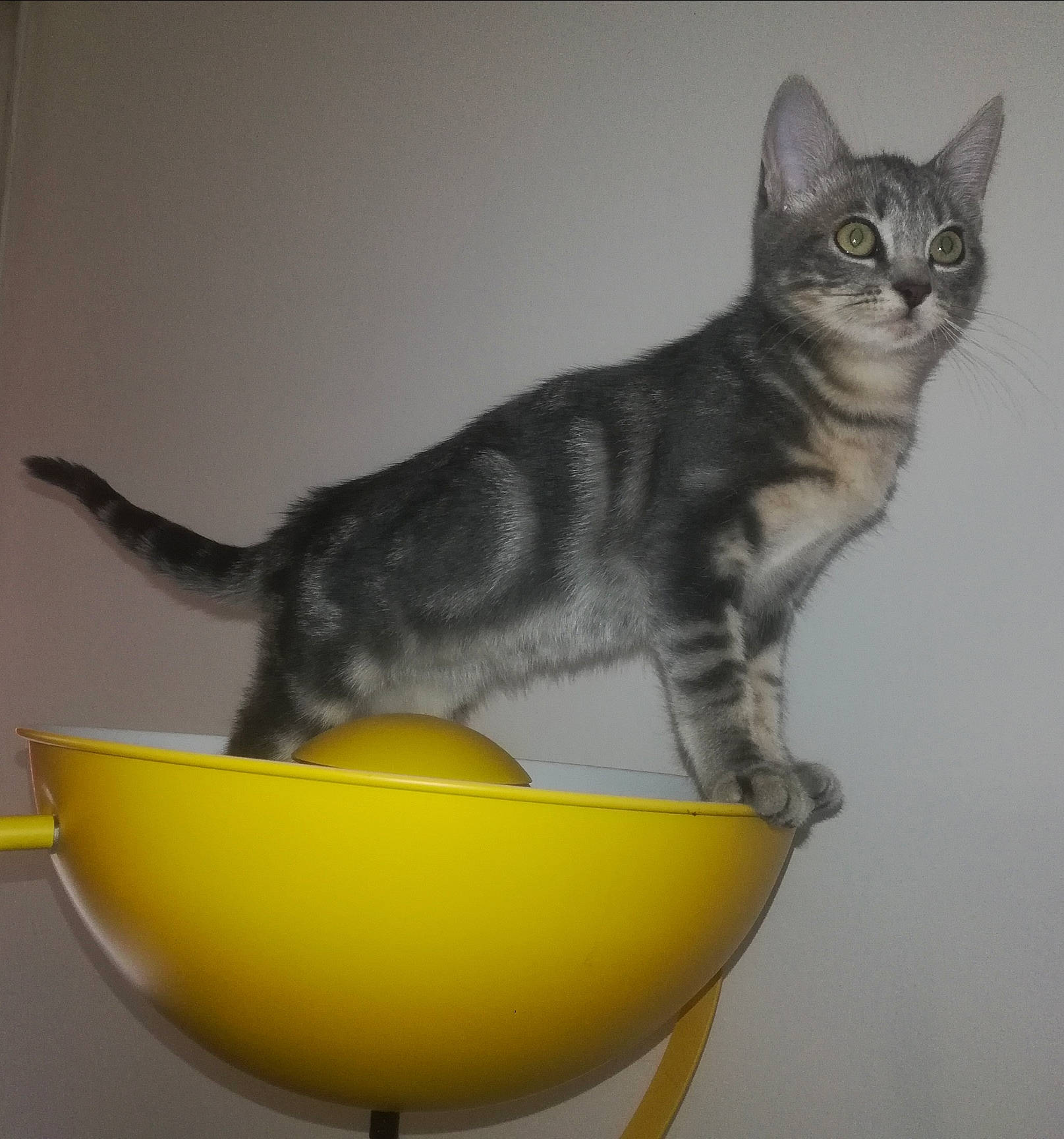 Bandit participe au concours pour gagner de l'argent avec cette photo : american_wirehair, asian, carnivore, cat, chausie, domestic_short_haired_cat, european_shorthair, felidae, german_rex, kitten, mammal, small_to_medium_sized_cats, tail, vertebrate, whiskers