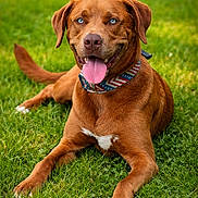 Koda is registered to the contest to win money with this photo: dog, brown_dog, blue_eyes, tongue_out, collar, grass, outdoor, pet, happy, animal, canine, laying_down, summer, nature, green_grass, friendly, domestic_animal, close_up, portrait, playful