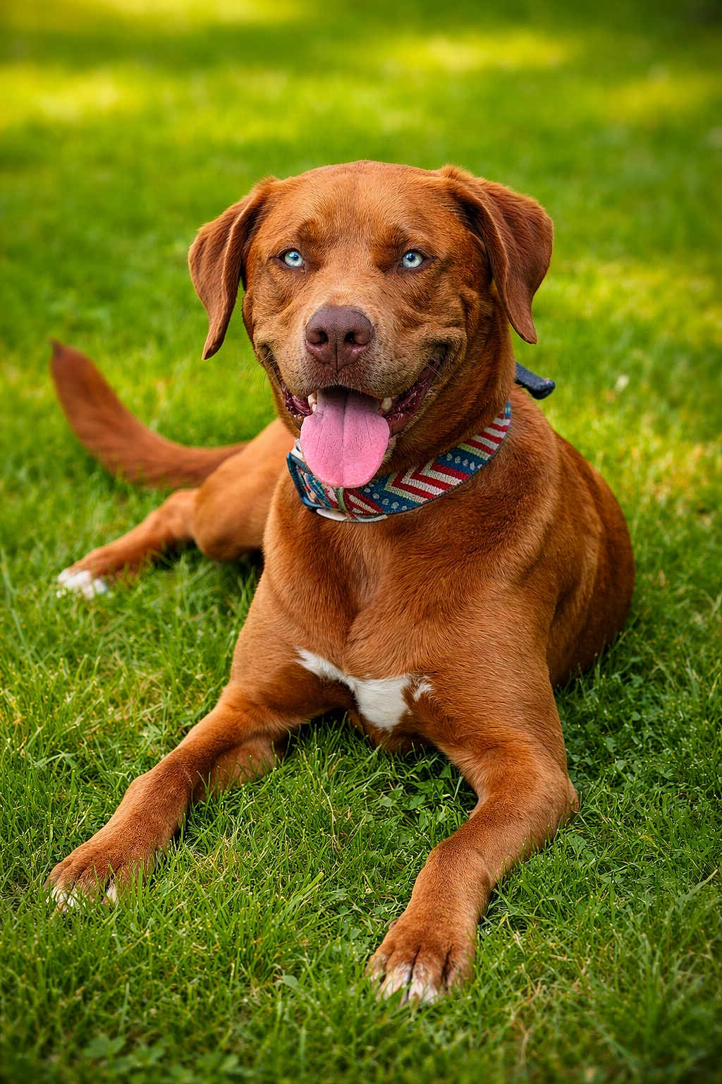 Koda is registered to the contest to win money with this photo: dog, brown_dog, blue_eyes, tongue_out, collar, grass, outdoor, pet, happy, animal, canine, laying_down, summer, nature, green_grass, friendly, domestic_animal, close_up, portrait, playful