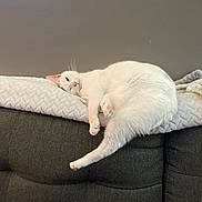 Ella is registered to the contest to win money with this photo: animal, blanket, cat, comfortable, couch, cozy, cute, domestic_animal, feline, fur, home, indoor, living_room, lying_down, pet, relaxed, resting, sleepy, soft, white_cat