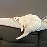 animal, blanket, cat, comfortable, couch, cozy, cute, domestic_animal, feline, fur, home, indoor, living_room, lying_down, pet, relaxed, resting, sleepy, soft, white_cat