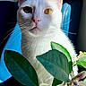 cat, white_cat, heterochromia, blue_eye, yellow_eye, flowers, green_leaves, plant, indoor, chair, closeup, portrait, pet, animal, whiskers, pink_nose, sunlight, shadow, feline, curious