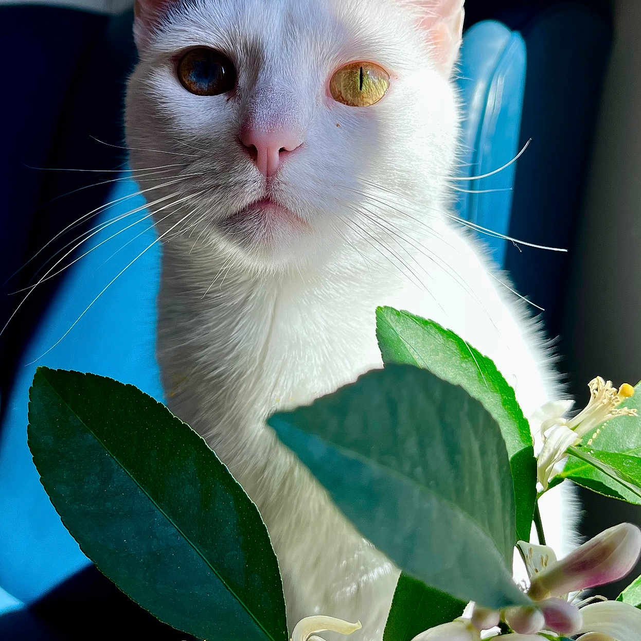 Ella is registered to the contest to win money with this photo: cat, white_cat, heterochromia, blue_eye, yellow_eye, flowers, green_leaves, plant, indoor, chair, closeup, portrait, pet, animal, whiskers, pink_nose, sunlight, shadow, feline, curious