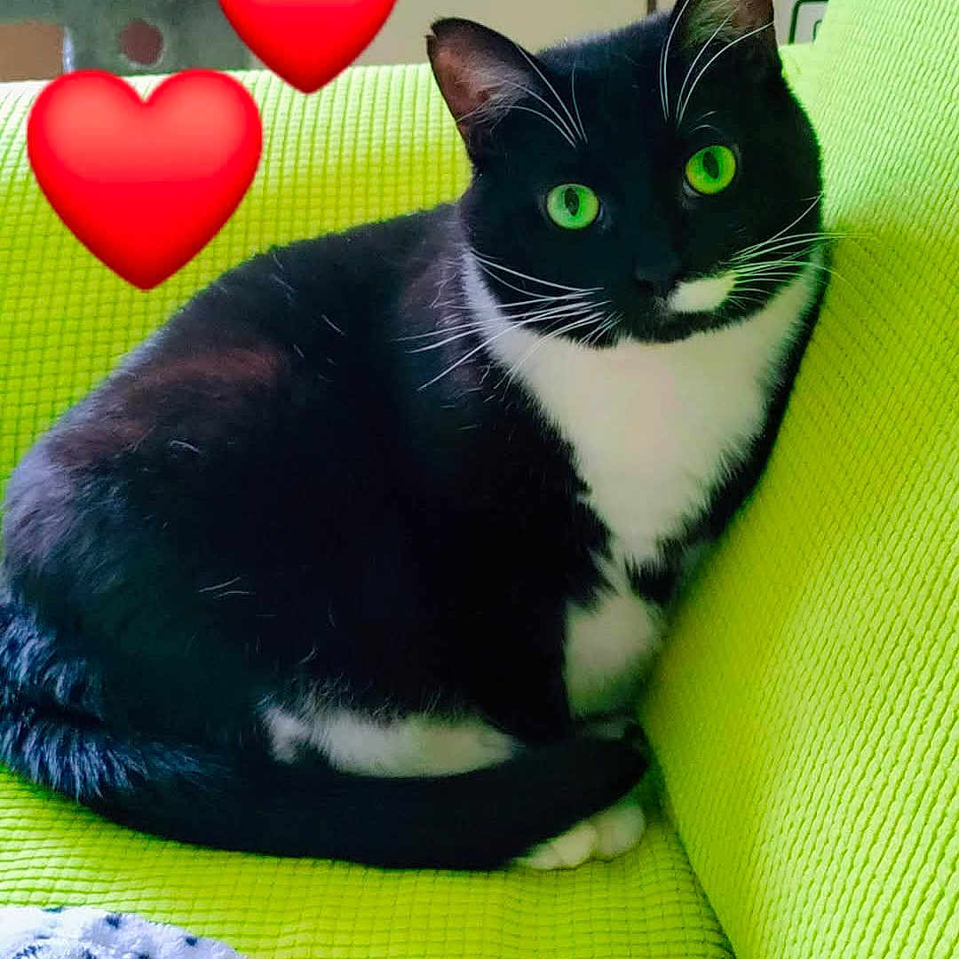 Belladucci -Bella joined the competition — help win amazing prizes! animal, cat, chair, couch, cushion, envelope, furniture, greetingcard, heart, homedecor, kitten, loveheartsymbol, mail, manx, pet, symbol
