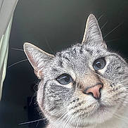 Baby Yoda joined the competition — help win amazing prizes! cat, close_up, curious, pet, animal, whiskers, ears, pink_nose, gray_fur, striped_fur, face, portrait, window, indoor, looking, cute, feline, domestic_cat, soft_light
