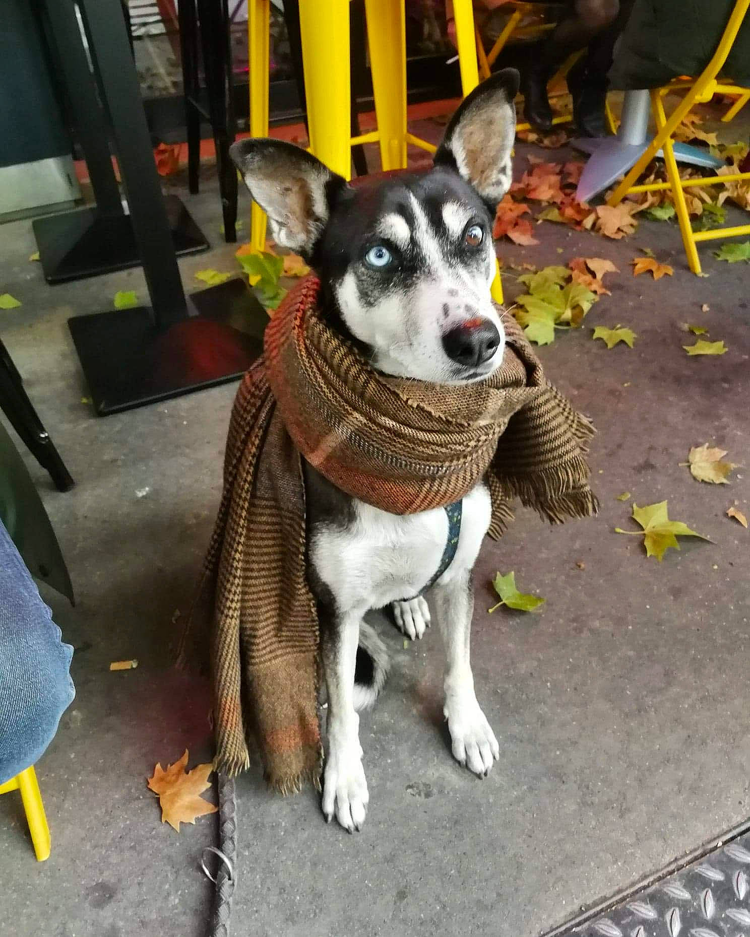 Bounty a rejoint le concours — aidez-le/la à gagner de superbes lots ! carnivore, chair, collar, companion_dog, dog, dog_breed, dog_collar, dog_supply, fawn, fur, grey, leash, paw, road_surface, sidewalk, snout, sporting_group, street, tail, working_animal