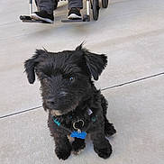 Nacho joined the competition — help win amazing prizes! puppy, dog, black_dog, pet, sitting, sidewalk, outdoor, collar, tag, wheelchair, person, legs, footwear, concrete, animal, cute, young_dog, furry, companion, pet_accessory