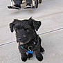 puppy, dog, black_dog, pet, sitting, sidewalk, outdoor, collar, tag, wheelchair, person, legs, footwear, concrete, animal, cute, young_dog, furry, companion, pet_accessory