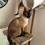Rio participe au concours pour gagner de l'argent avec cette photo : cat, siamese_cat, cat_tree, blue_eyes, furniture, indoor, pet, animal, perched, furry, wooden, cozy, home, clock, wall_clock, neutral_colors, fur, whiskers, tail, looking_away