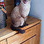 Rio participe au concours pour gagner de l'argent avec cette photo : cat, siamese_cat, wooden_cabinet, indoor, furniture, pet, animal, meowing, blue_eyes, whiskers, tail, ears, wood_texture, home_decor, sitting, mouth_open, vocalizing, domestic_cat, fur, cute