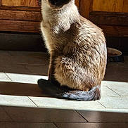 Rio participe au concours pour gagner de l'argent avec cette photo : cat, siamese_cat, indoor, sunlight, shadow, wooden_cabinet, floor_tiles, pet, animal, sitting, fur, whiskers, tail, domestic, feline, quiet, calm, resting, brown, black
