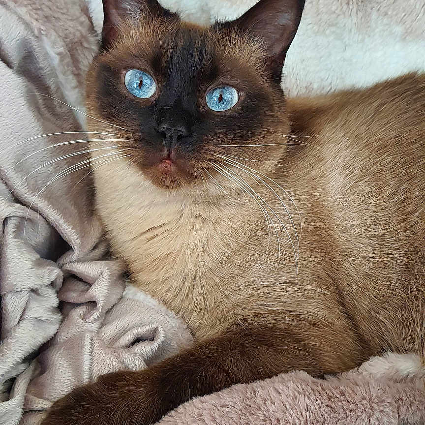 Rio participe au concours pour gagner de l'argent avec cette photo : animal, blanket, blue_eyes, cat, close_up, cute, domestic_cat, feline, fur, indoor, lying_down, mammal, pet, portrait, relaxed, resting, siamese_cat, soft, texture, whiskers