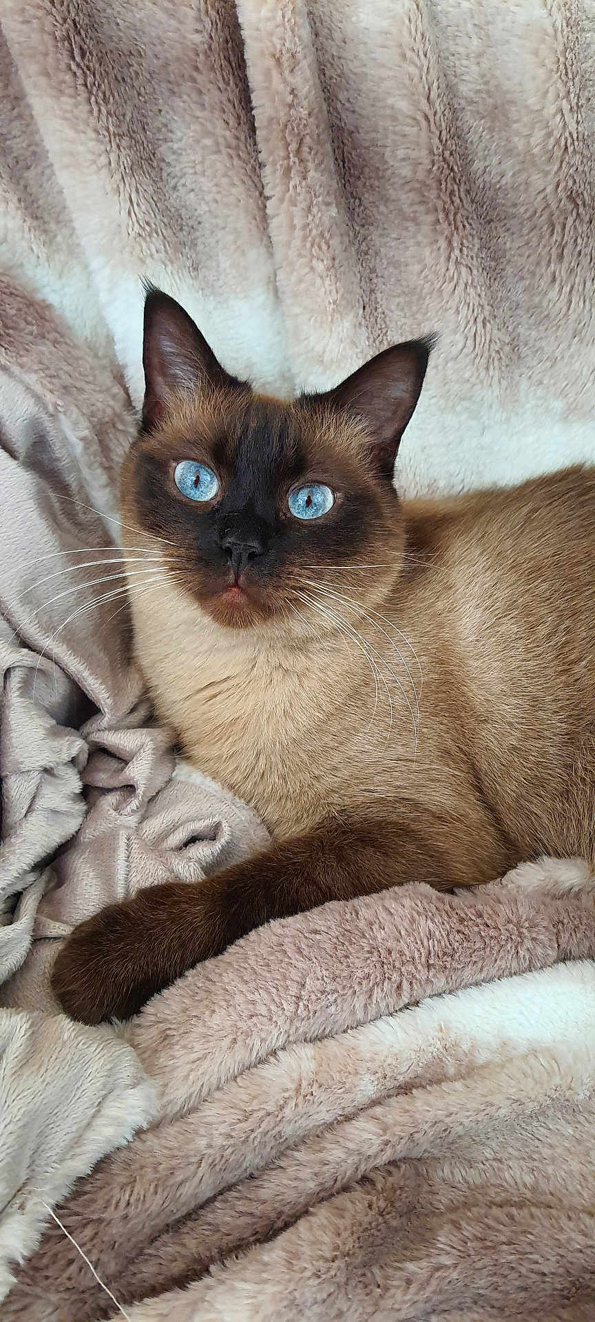 Rio participe au concours pour gagner de l'argent avec cette photo : cat, siamese_cat, blue_eyes, whiskers, fur, pet, animal, mammal, domestic_cat, relaxed, lying_down, blanket, texture, soft, indoor, close_up, portrait, cute, feline, resting