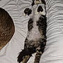 cat, sleeping, lying_down, white_bedding, fluffy, relaxed, indoor, pet, fur, comforter, paw, tail, bed, cozy, striped, black_and_white, tabby, cute, resting, animal