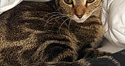 Kirby joined the competition — help win amazing prizes! cat, tabby, pet, animal, feline, whiskers, fur, bed, blanket, cozy, resting, cute, domestic_animal, sleepy, indoor, closeup, portrait, eyes, tail, soft