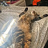 Kirby is registered to the contest to win money with this photo: cat, tabby_cat, bed, blanket, floral_pattern, stretching, indoor, furniture, desk, chair, orange_cap, keyboard, can, drink, relaxed, pet, animal, sleeping, cozy, room