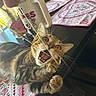 Kirby joined the competition — help win amazing prizes! cat, tabby_cat, playing, bite, paw, necklace, hand, table, tablecloth, mug, indoor, curious, wide_eyes, open_mouth, pet, domestic_animal, feline, closeup, household_items, cozy