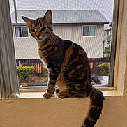 Kirby is registered to the contest to win money with this photo: cat, tabby_cat, window, window_screen, indoor, pet, animal, feline, curious, sitting, striped_fur, tail, house, residential, daytime, natural_light, background, greenery, quiet, ledges