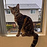 cat, tabby_cat, window, window_screen, indoor, pet, animal, feline, curious, sitting, striped_fur, tail, house, residential, daytime, natural_light, background, greenery, quiet, ledges