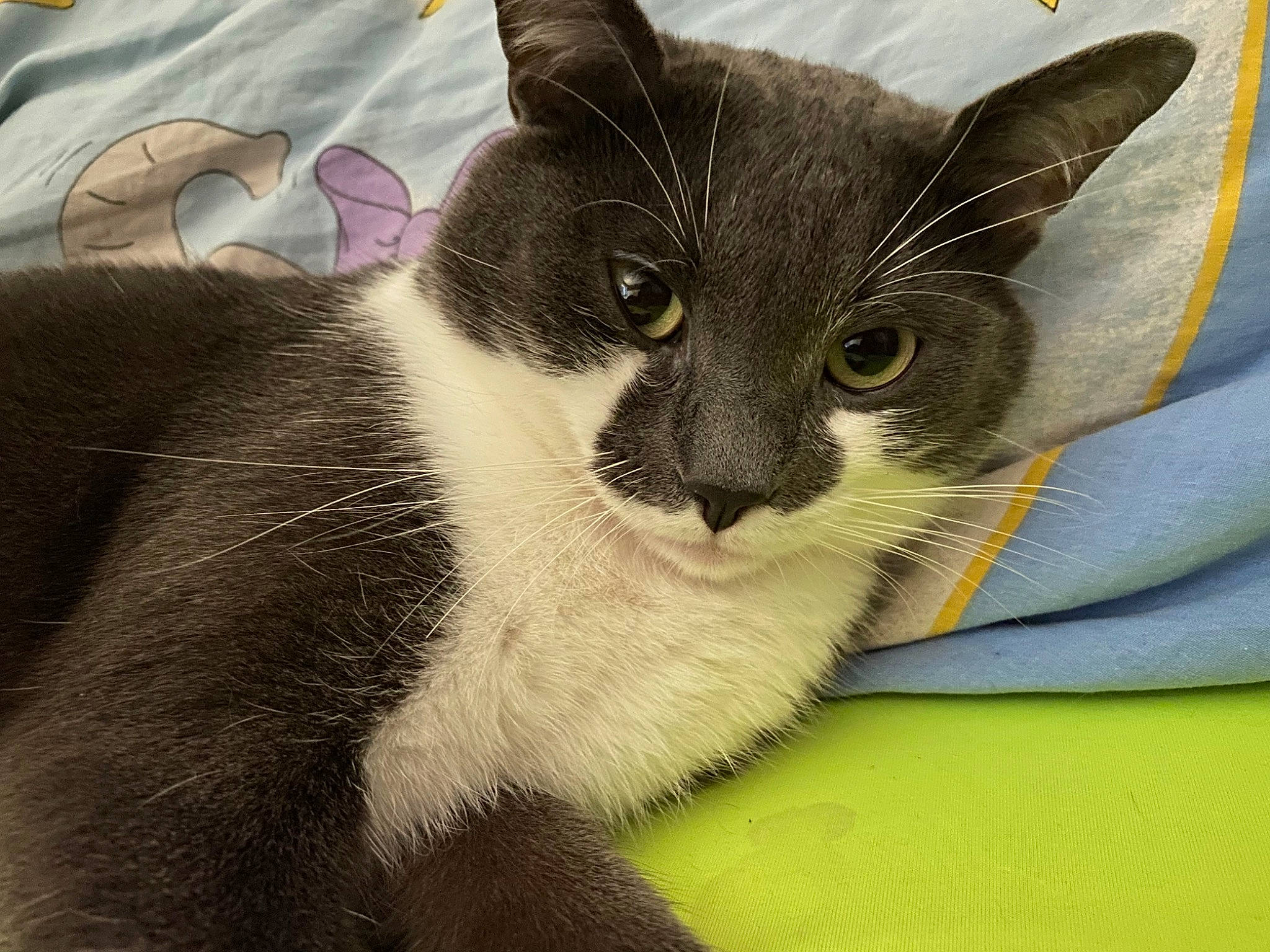 Nuggets a rejoint le concours — aidez-le/la à gagner de superbes lots ! carnivore, cat, cat_bed, cat_furniture, cat_supply, claw, comfort, domestic_short_haired_cat, eye, felidae, fur, paw, pet_supply, small_to_medium_sized_cats, snout, tail, whiskers