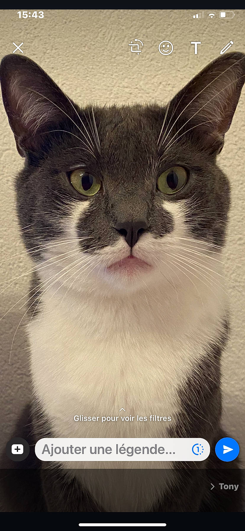 Nuggets a rejoint le concours — aidez-le/la à gagner de superbes lots ! carnivore, cat, domestic_short_haired_cat, eye, felidae, fur, happy, head, paw, photo_caption, small_to_medium_sized_cats, snout, symmetry, terrestrial_animal, whiskers, window