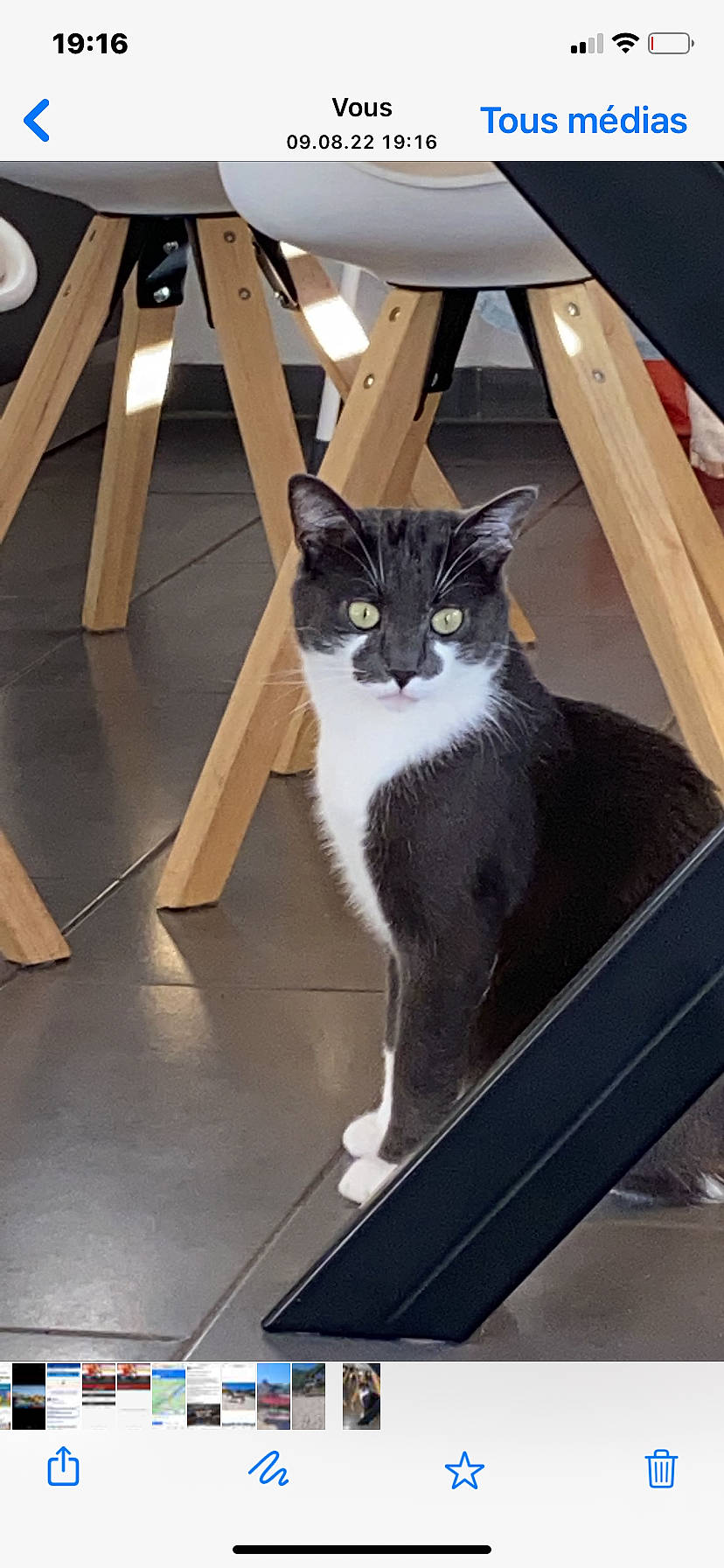 Nuggets participe au concours pour gagner de l'argent avec cette photo : box, carnivore, cat, domestic_short_haired_cat, felidae, flooring, fur, grey, hardwood, plywood, small_to_medium_sized_cats, stairs, tail, whiskers, window, wood