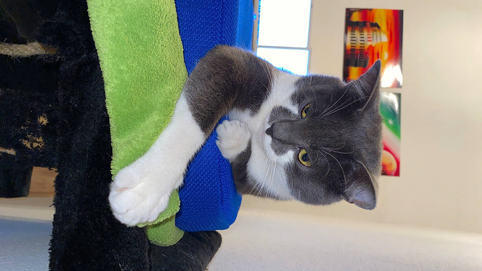 Nuggets a rejoint le concours — aidez-le/la à gagner de superbes lots ! black_cat, carnivore, cat, claw, domestic_short_haired_cat, electric_blue, felidae, foot, fur, glove, human_leg, leg, paw, small_to_medium_sized_cats, stuffed_toy, tail, textile, whiskers, wool, woolen