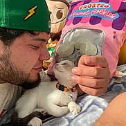 Moon is registered to the contest to win money with this photo: affection, animal_cookies, bed, bell, blanket, cat, close_up, collar, cute, face, green_cap, hand, human, indoor, kitten, man, pet, plush_toy, resting, soft_toys