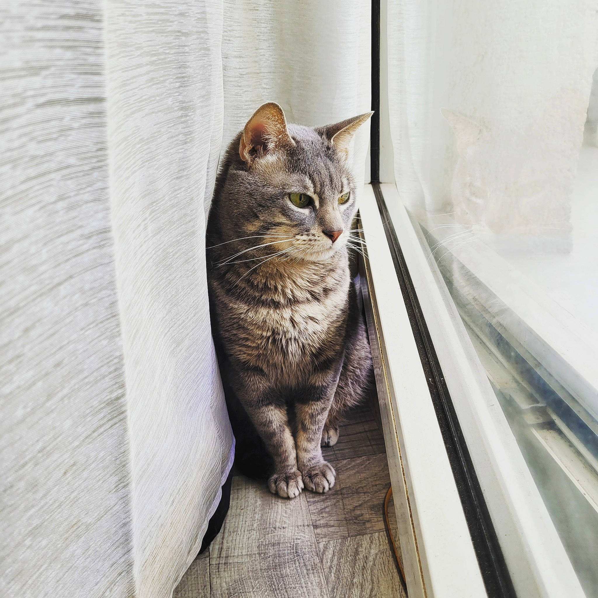Mistigri participe au concours pour gagner de l'argent avec cette photo : carnivore, cat, cat_supply, comfort, domestic_short_haired_cat, door, eye, felidae, fur, grey, sitting, small_to_medium_sized_cats, snout, tail, terrestrial_animal, whiskers, wildlife, window, wood
