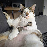 Sushi participe au concours pour gagner de l'argent avec cette photo : cat, pet, animal, relaxed, couch, indoor, fur, whiskers, closeup, domestic, tabby, white, brown, pink_nose, paw, sleepy, comfort, home, feline, resting