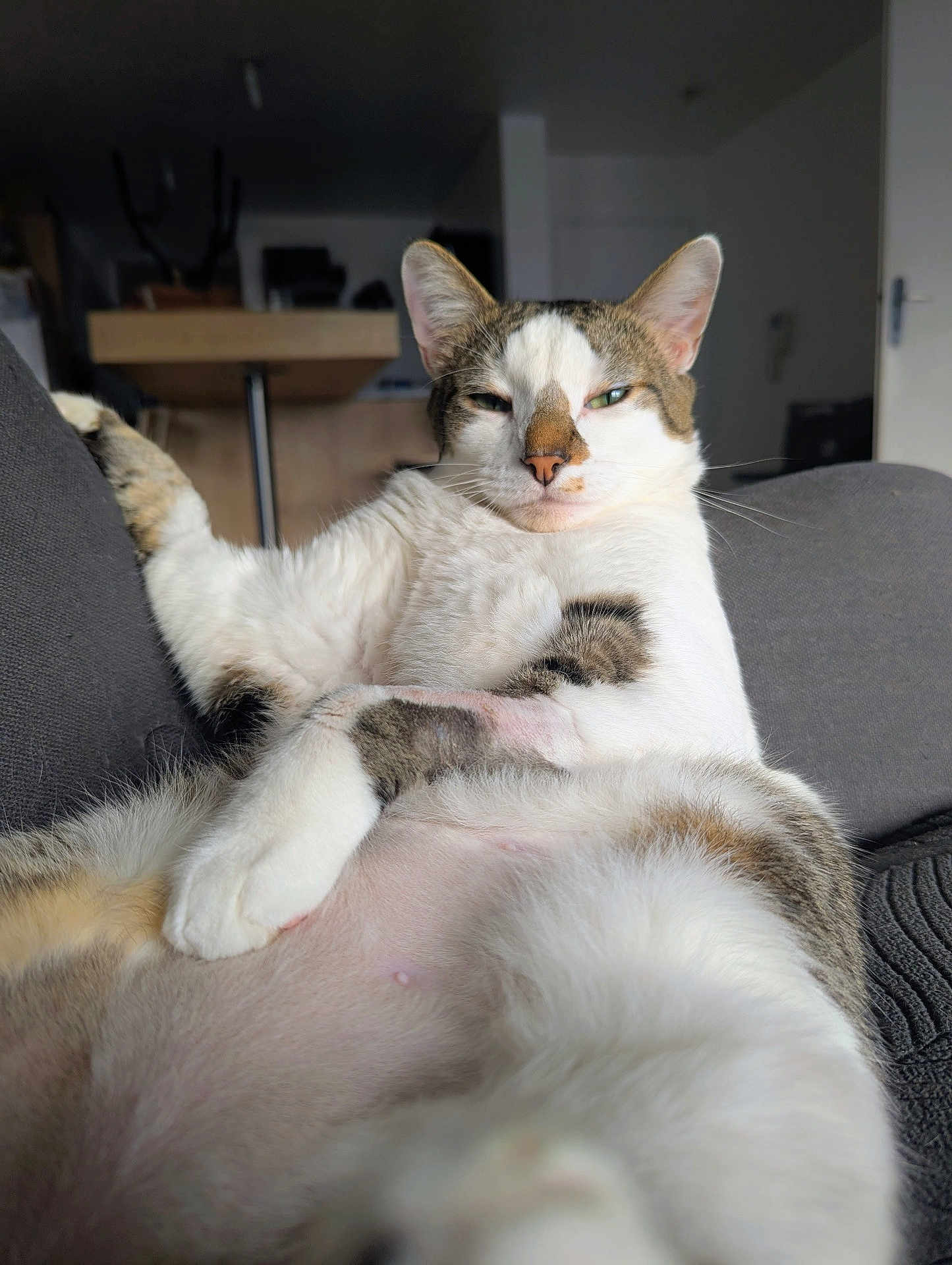 Sushi participe au concours pour gagner de l'argent avec cette photo : cat, pet, animal, relaxed, couch, indoor, fur, whiskers, closeup, domestic, tabby, white, brown, pink_nose, paw, sleepy, comfort, home, feline, resting