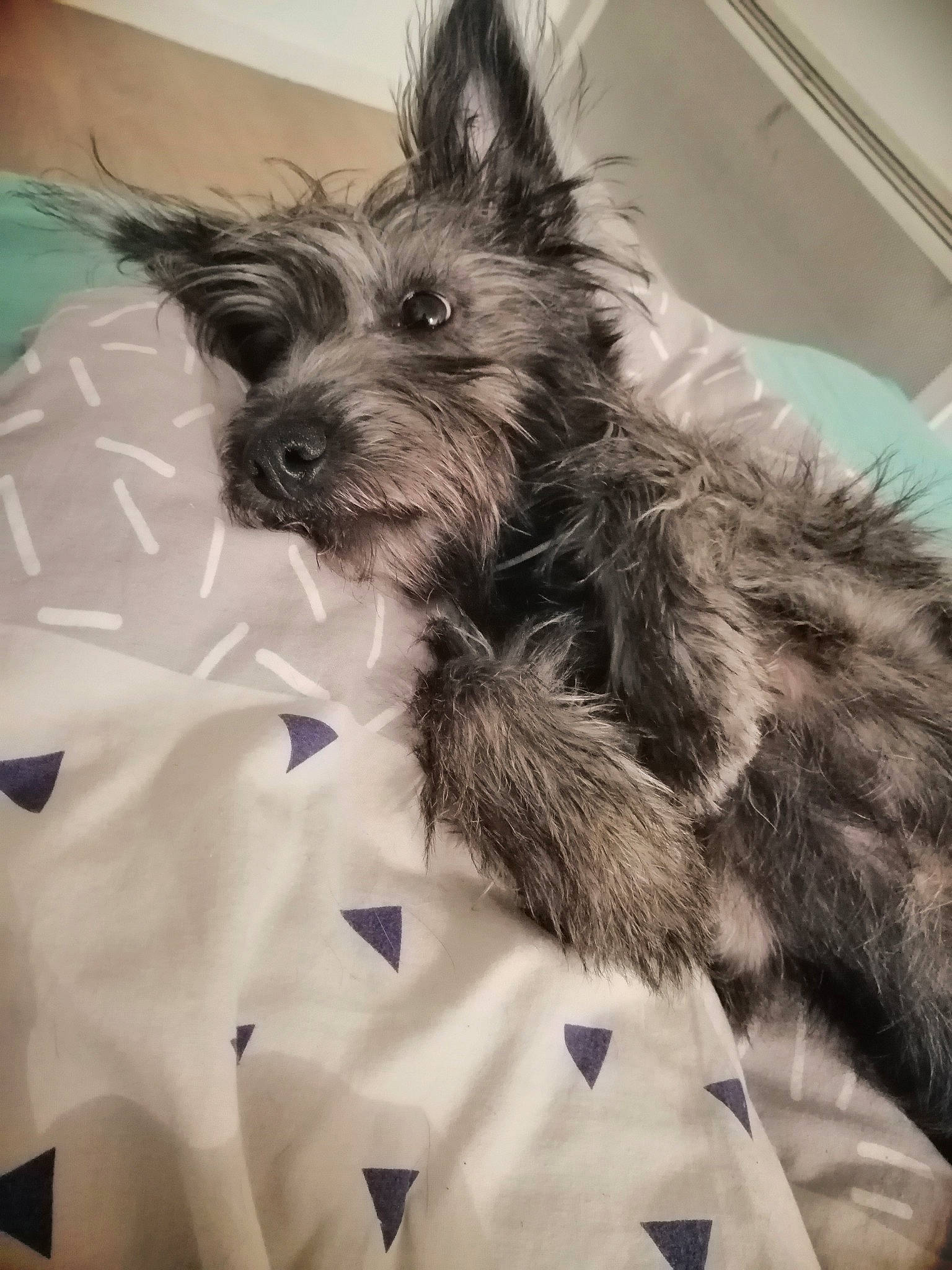 Oki participe au concours pour gagner de l'argent avec cette photo : australian_terrier, berger_picard, cairn_terrier, canidae, carnivore, companion_dog, dog, dog_breed, ear, mammal, morkie, norwich_terrier, puppy, rare_breed_dog, schnoodle, small_terrier, snout, terrier, vertebrate