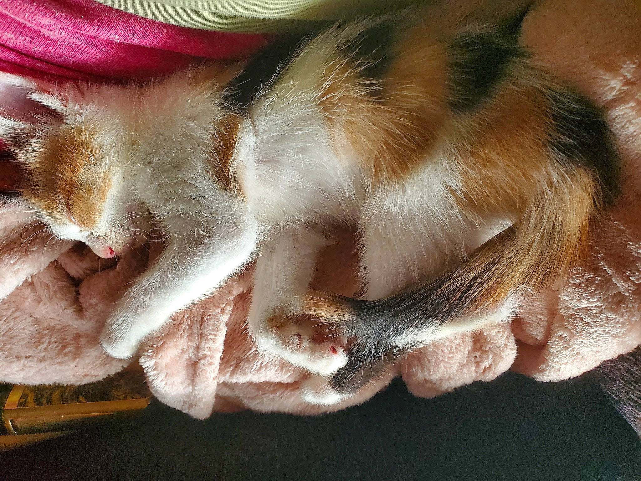 Wicca joined the competition — help win amazing prizes! cat, claw, comfort, ear, eyelash, fawn, feather, felidae, foot, fur, human_leg, liver, nail, nap, paw, small_to_medium_sized_cats, snout, tail, whiskers